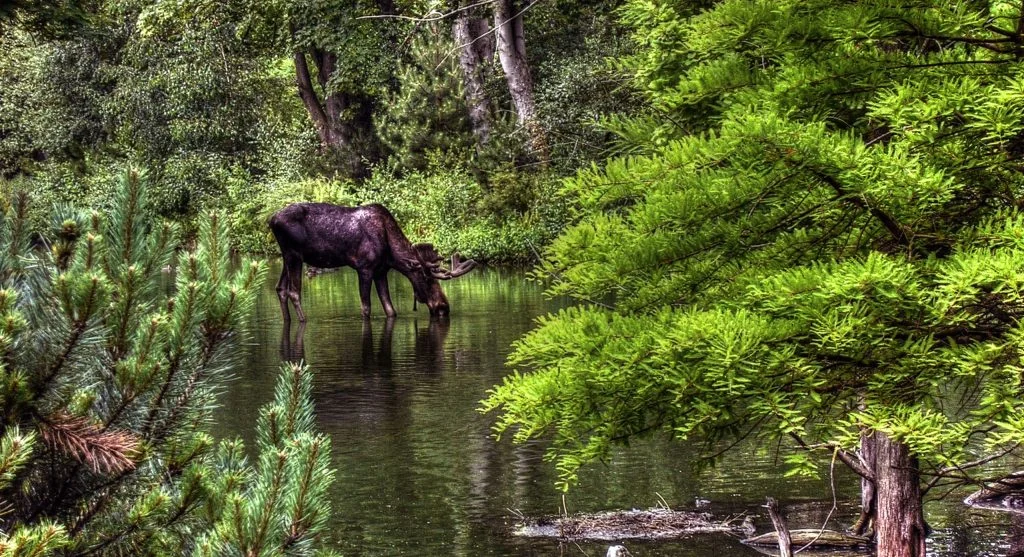 Moose standing in a freshwater lake within a forest ecosystem