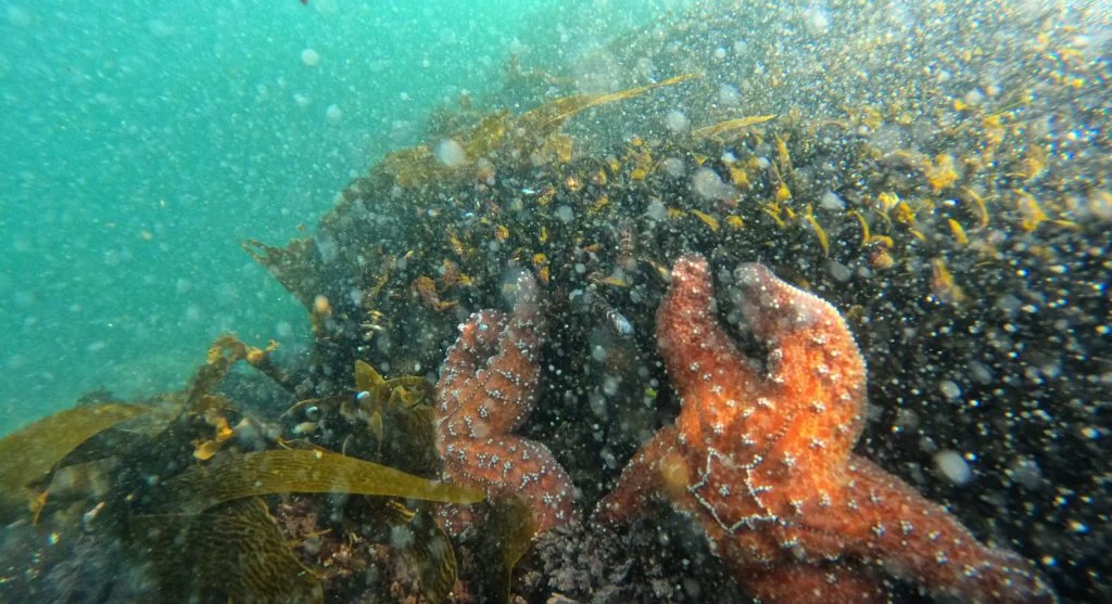 Octopus surrounded by objects gathered from the ocean floor