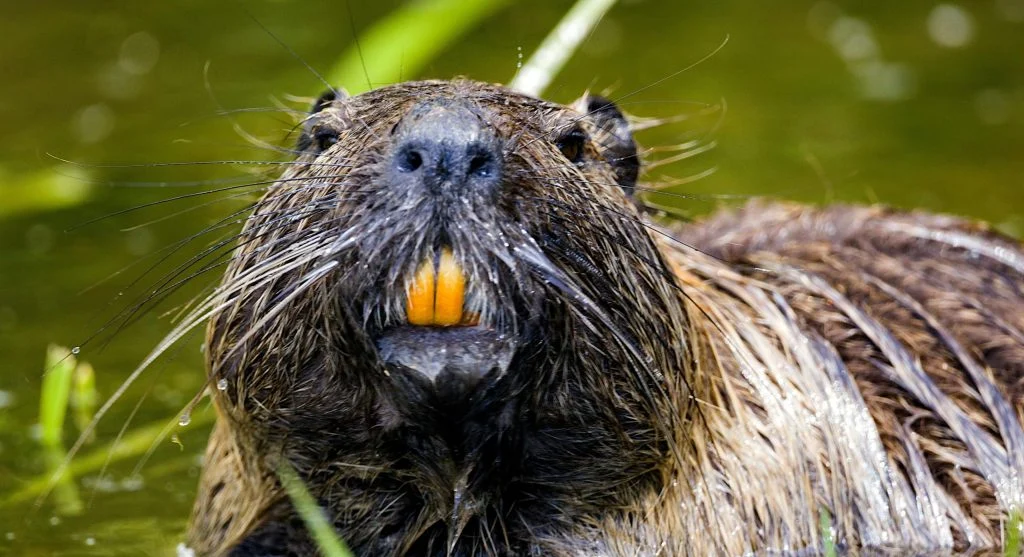 beavers creating wetlands for wildlife