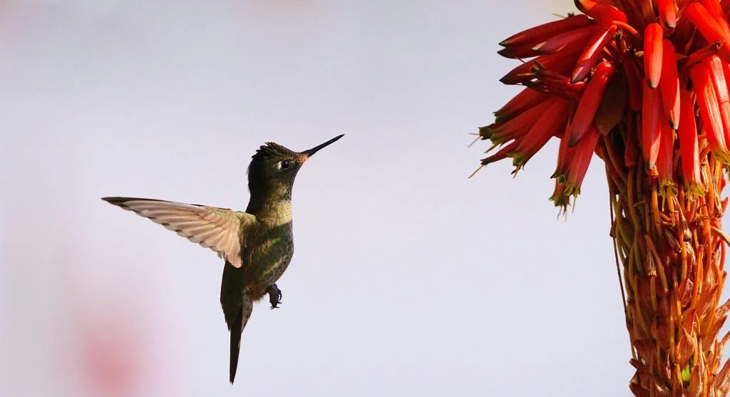 hummingbird collecting nectar in midair