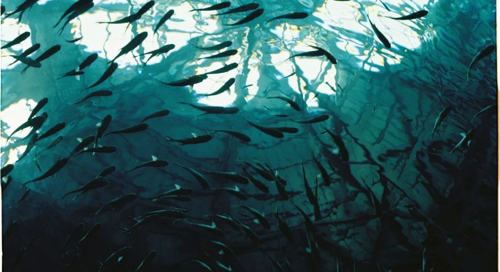 Flying fish soaring above the ocean surface