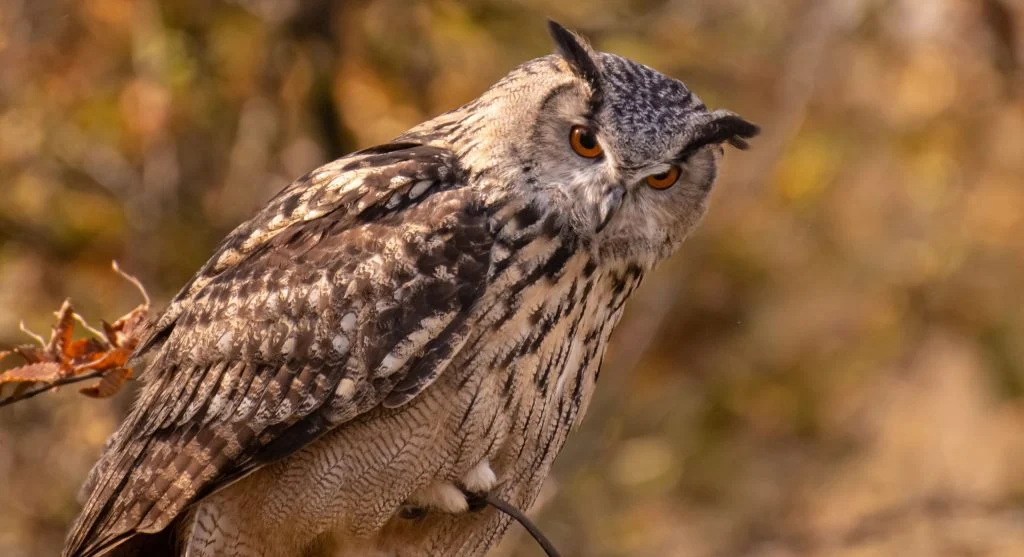 Do Owls Really Turn Their Heads All the Way Around? The Truth Behind a Popular Wildlife Myth