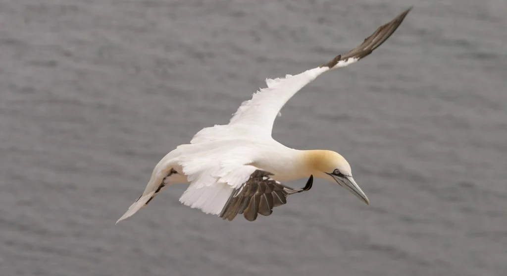 Northern gannet searching for fish from above
