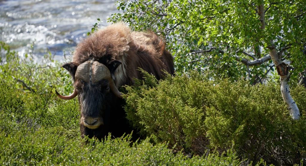 Musk oxen protecting young animals through group defense