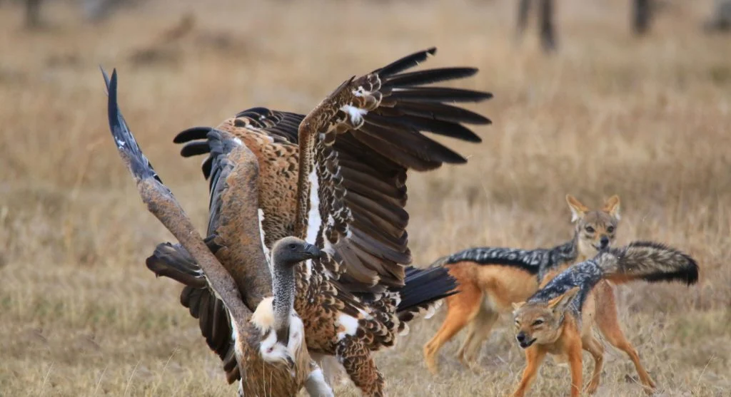 Coordinated pack movement during hunting activity