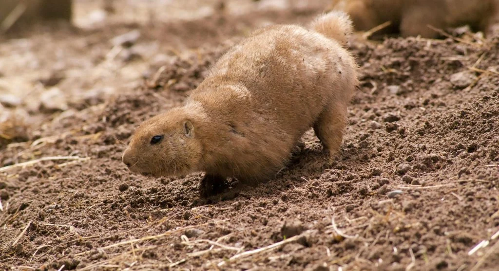 prairie dog in underground burrow