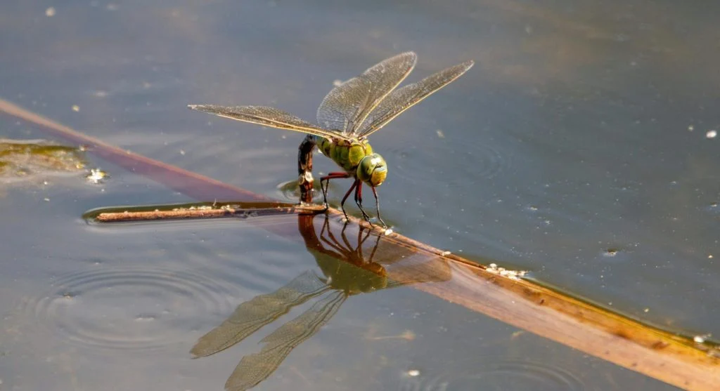 dragonfly near freshwater wetland habitat