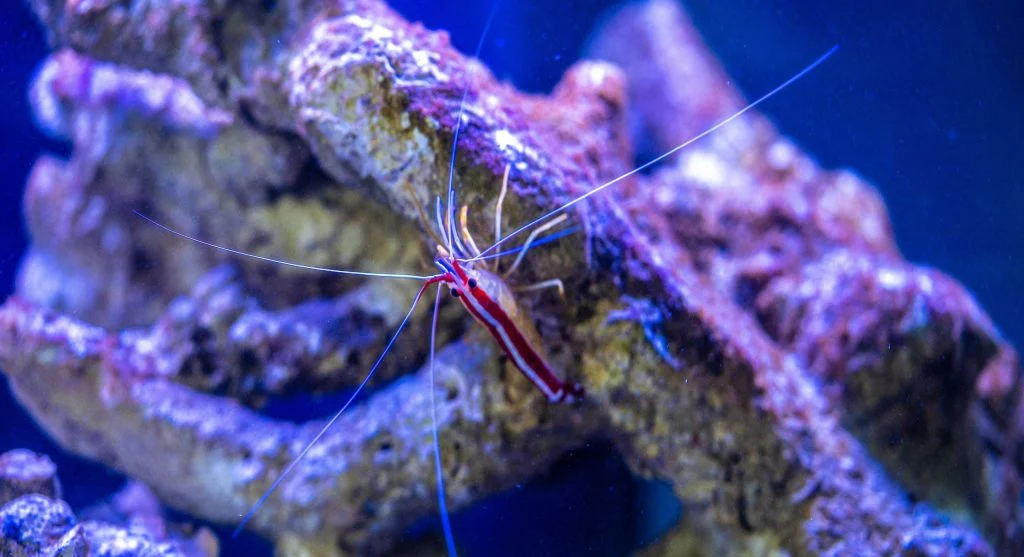 Mantis shrimp displaying its powerful hunting appendages