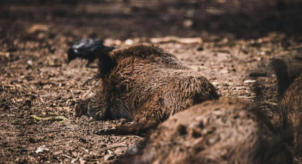 Established mud wallow regularly visited by wild boars