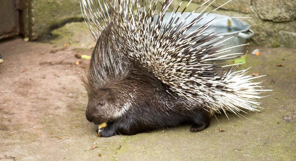 Porcupine displaying protective quills in woodland habitat