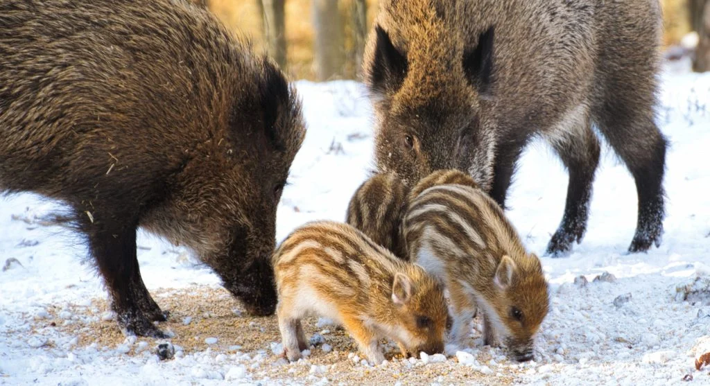 Wild boar family benefiting from healthy wetland habitat