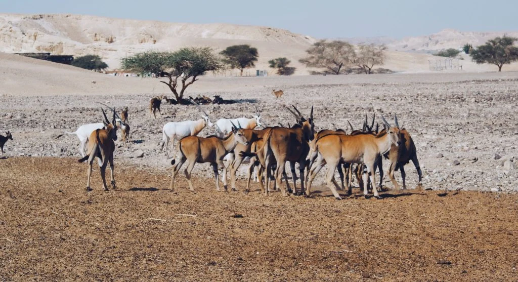 Migrating saiga antelopes traveling through dusty habitat