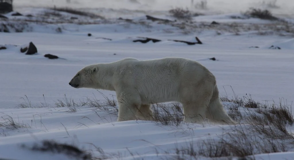 Predator approaching a herd of musk oxen in Arctic habitat
