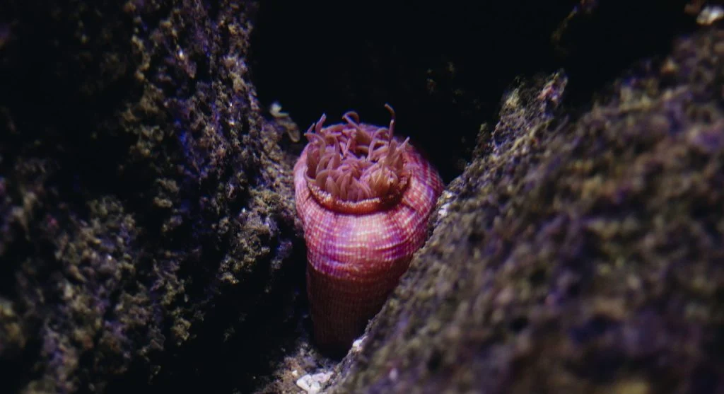 Why Octopuses Collect Shells, Rocks, and Other Objects From the Seafloor
