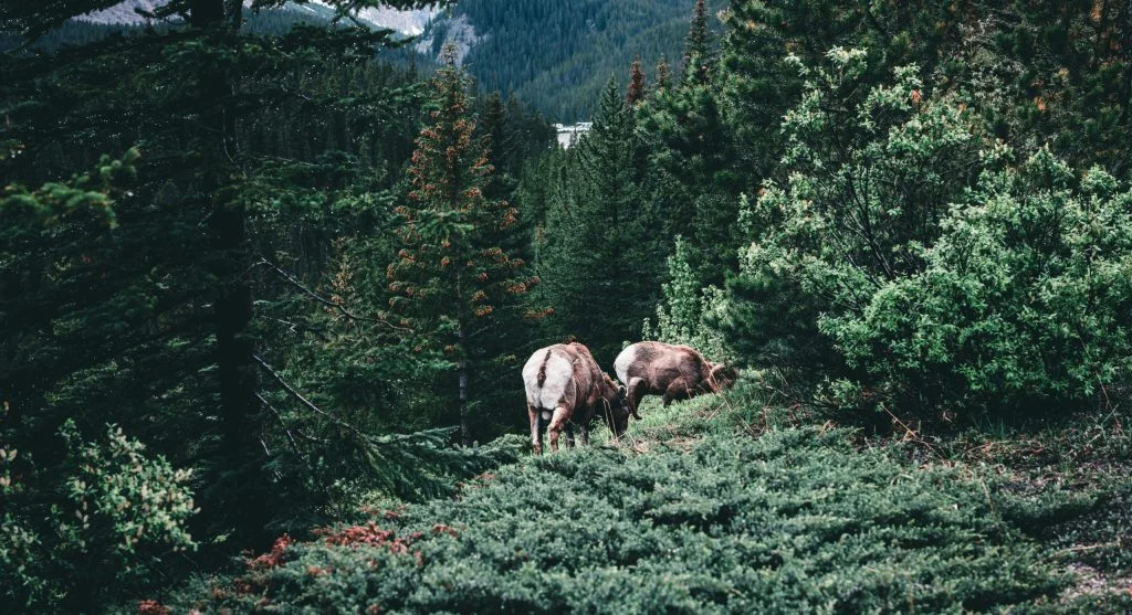 Bighorn sheep thriving within a protected mountain ecosystem