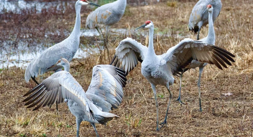 Migrating sandhill cranes feeding to restore energy reserves