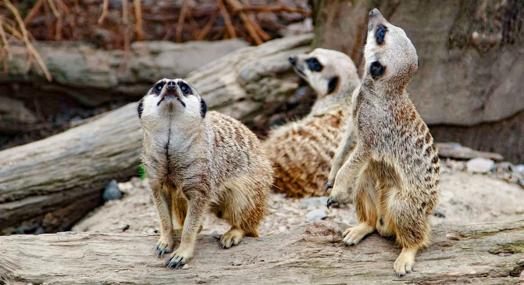Meerkat sentry protecting group members during feeding activities