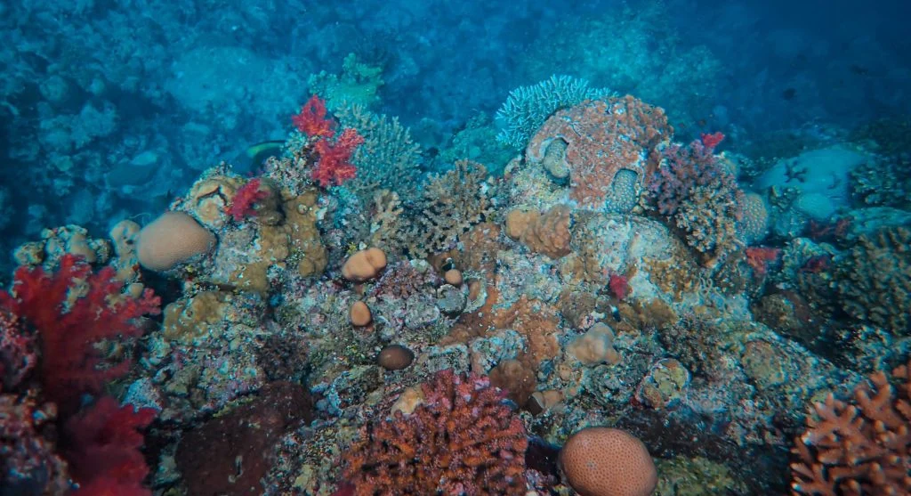 restored marine habitat with diverse ocean life