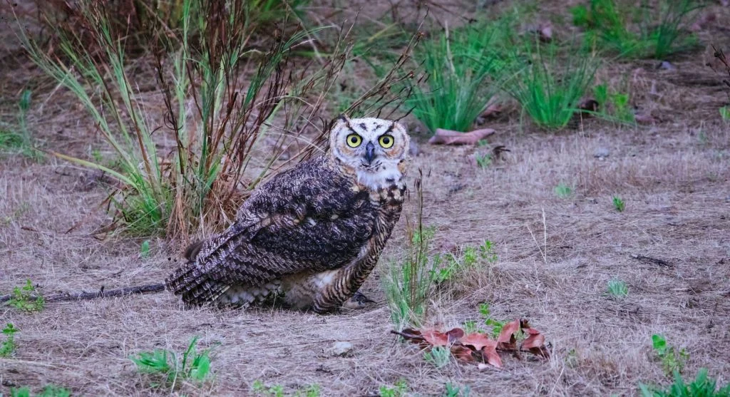 Owl using head movement to search for prey
