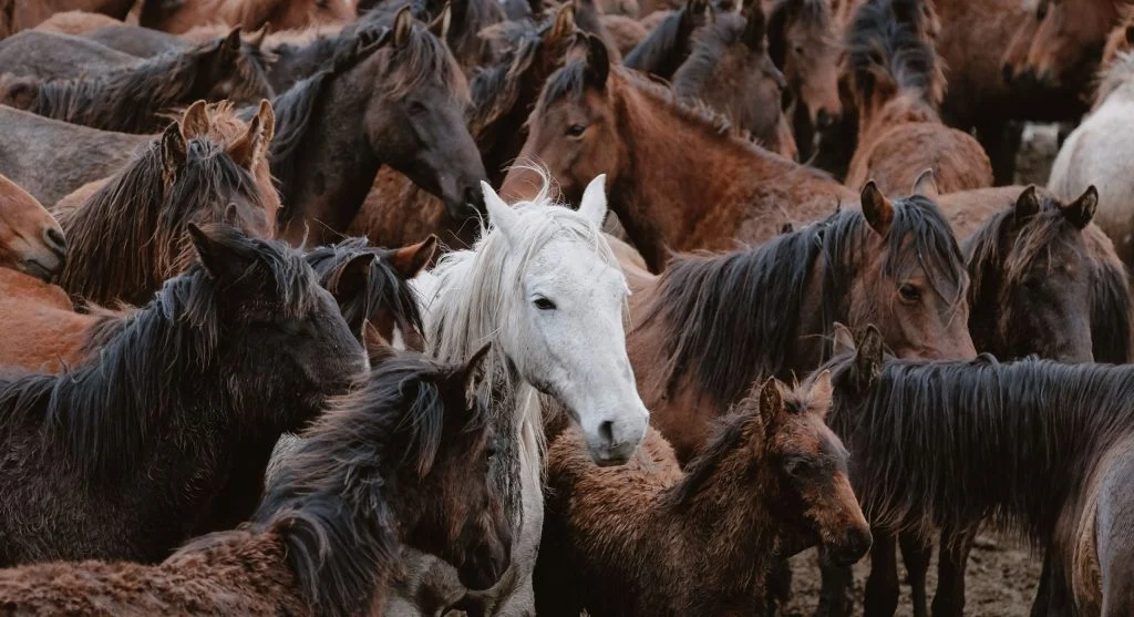 Young foal learning from adult horses in a social group