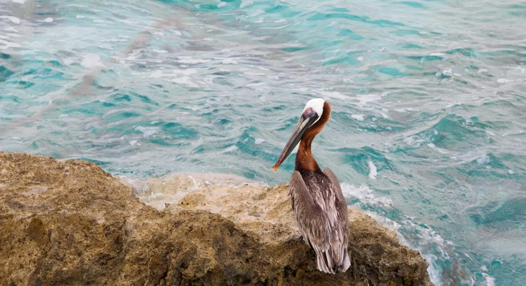 pelicans thriving in healthy coastal ecosystem