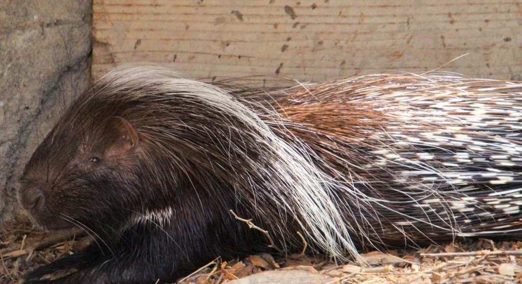 Sharp porcupine quills forming a natural defense system