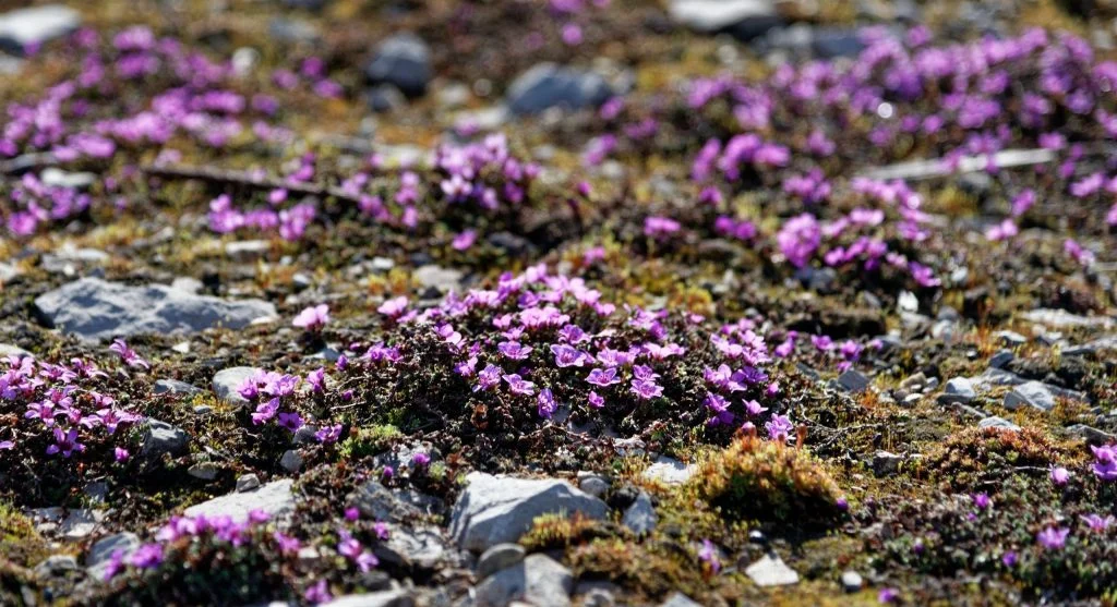 Pika transporting plants across an alpine habitat