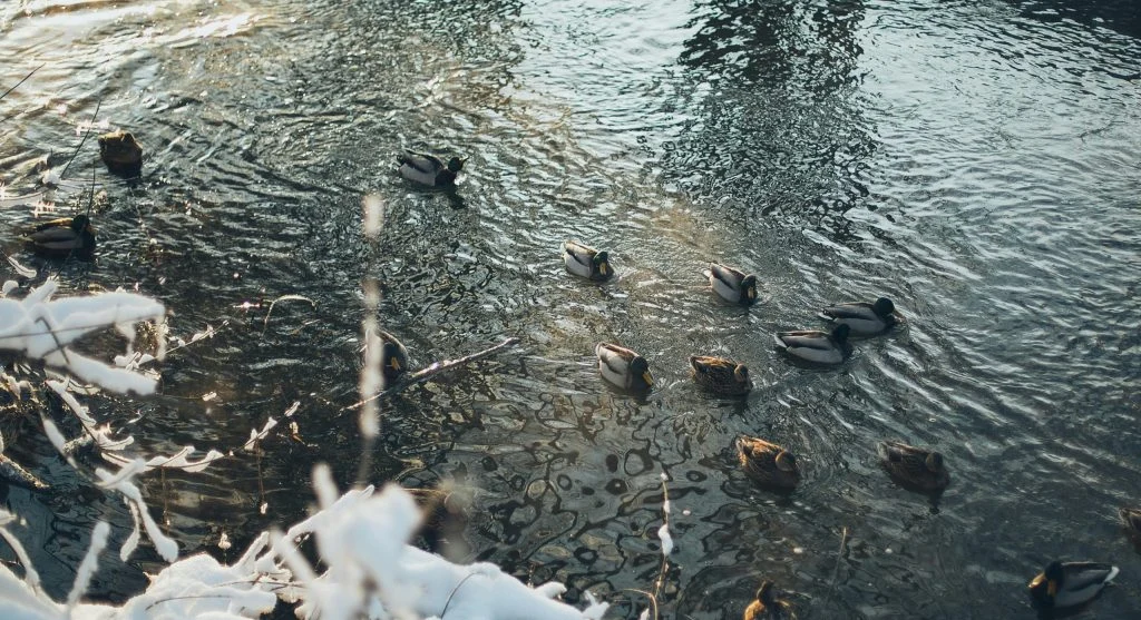 River otter traveling efficiently across snowy terrain