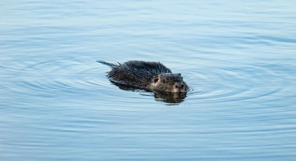 beaver dam supporting wetland biodiversity