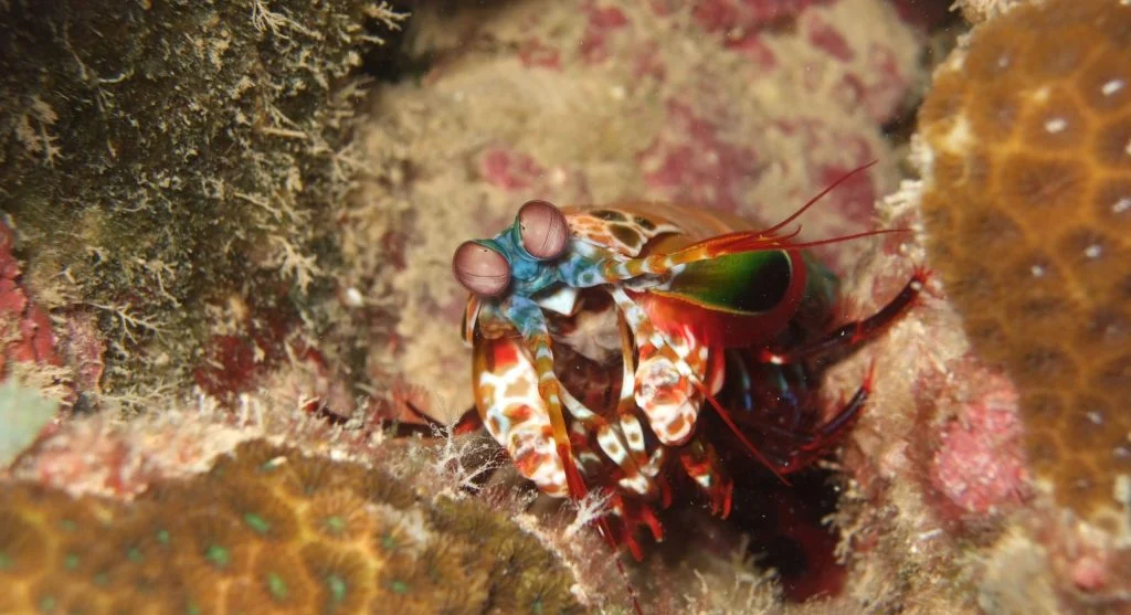 Mantis shrimp displaying its powerful striking appendages