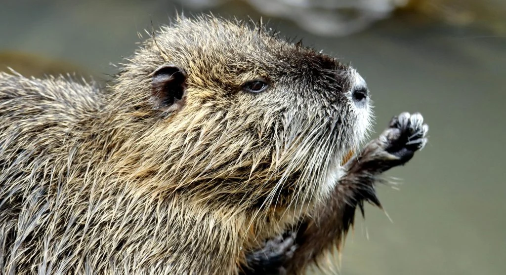beaver dam in pond ecosystem