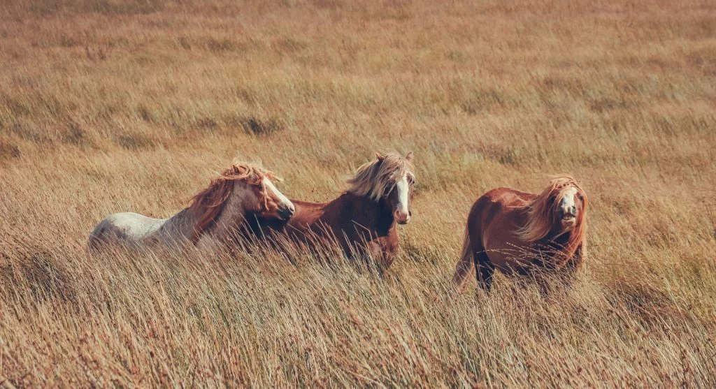 Wild horses living together in a natural grassland habitat
