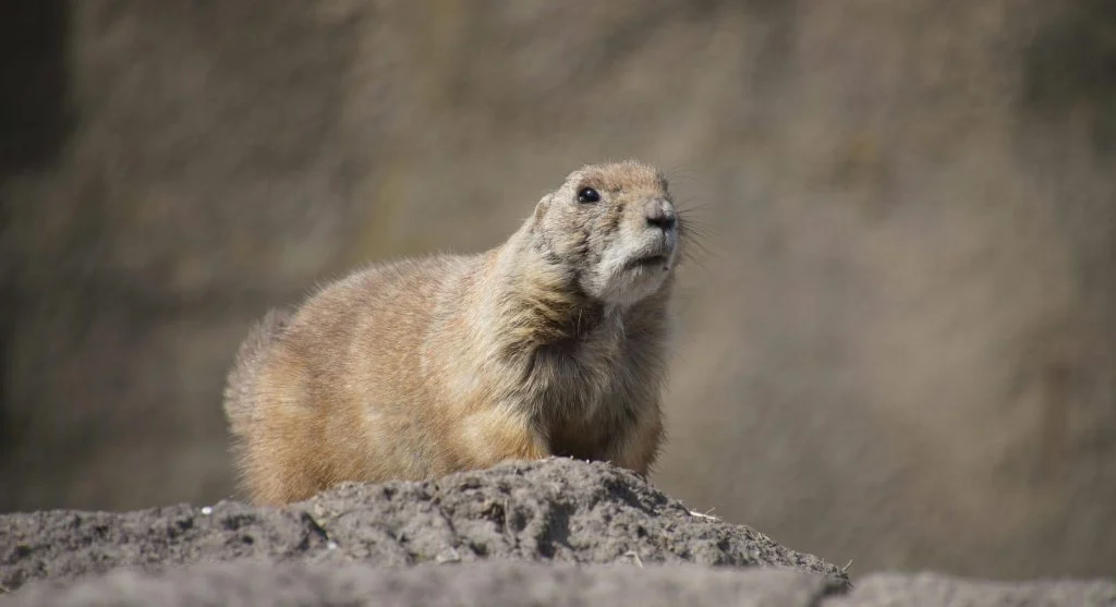 prairie dogs in grassland habitat
