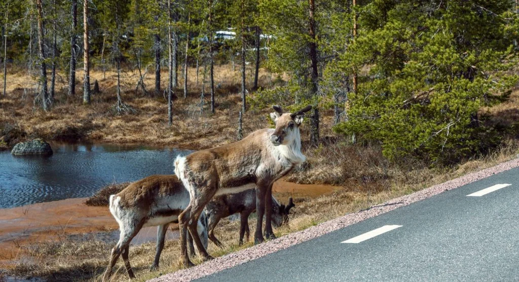 Deer using a wildlife crossing to move safely between habitats
