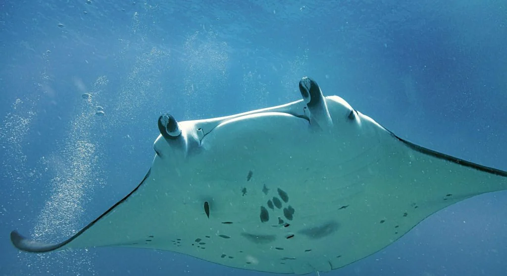 manta ray swimming in ocean currents