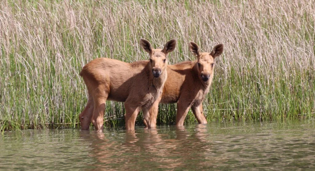 Moose using long legs to travel through wetland habitat