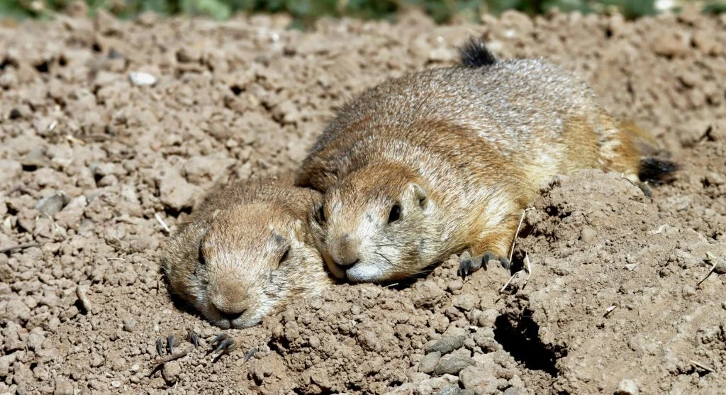 prairie dogs in underground tunnels