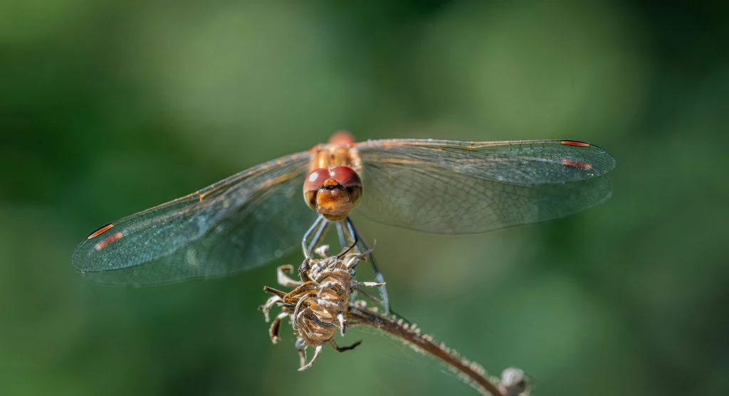 dragonfly locates prey with sharp eyesight