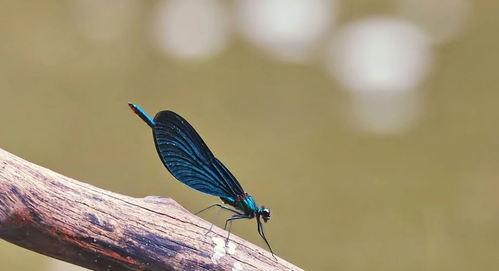 dragonfly in protected freshwater