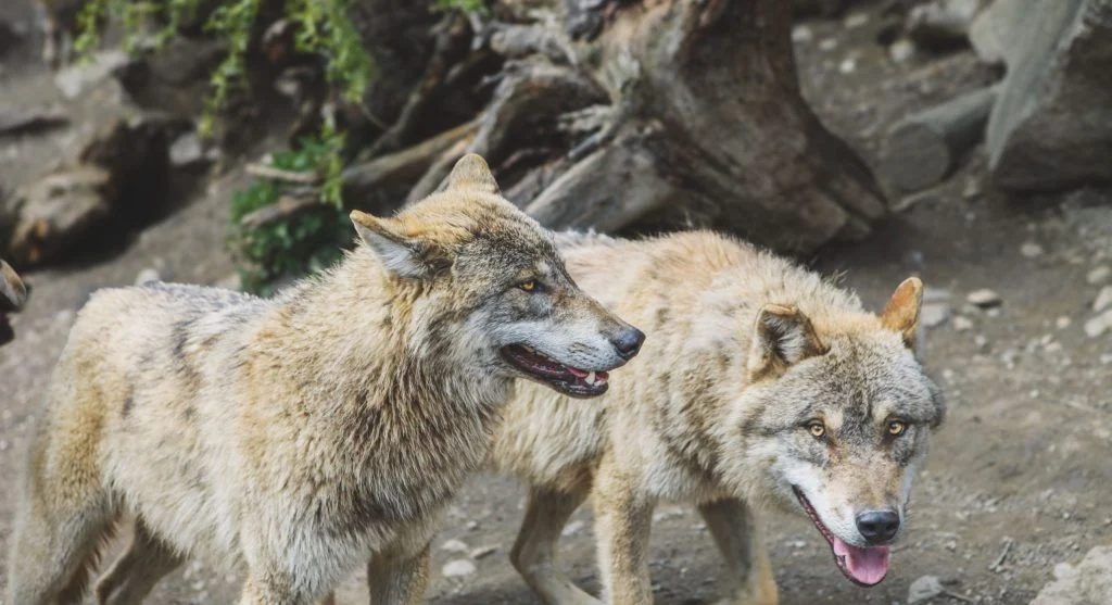 Pack members communicating before a hunt