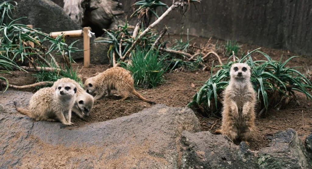 Young meerkats learning social behaviors from adults