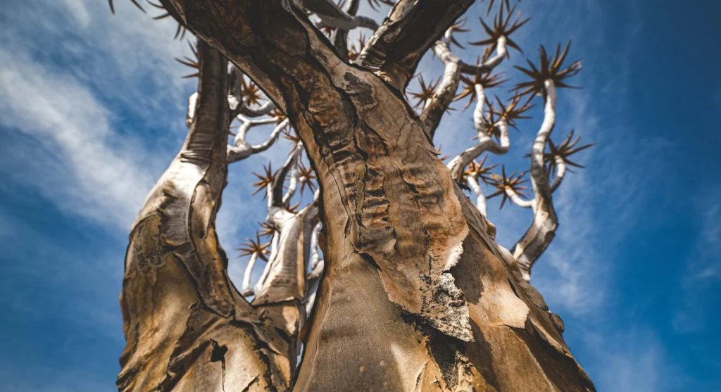 Thick baobab trunk adapted for storing water