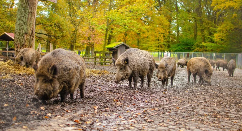 Wild boar cooling off in a muddy wallow inside a forest habitat