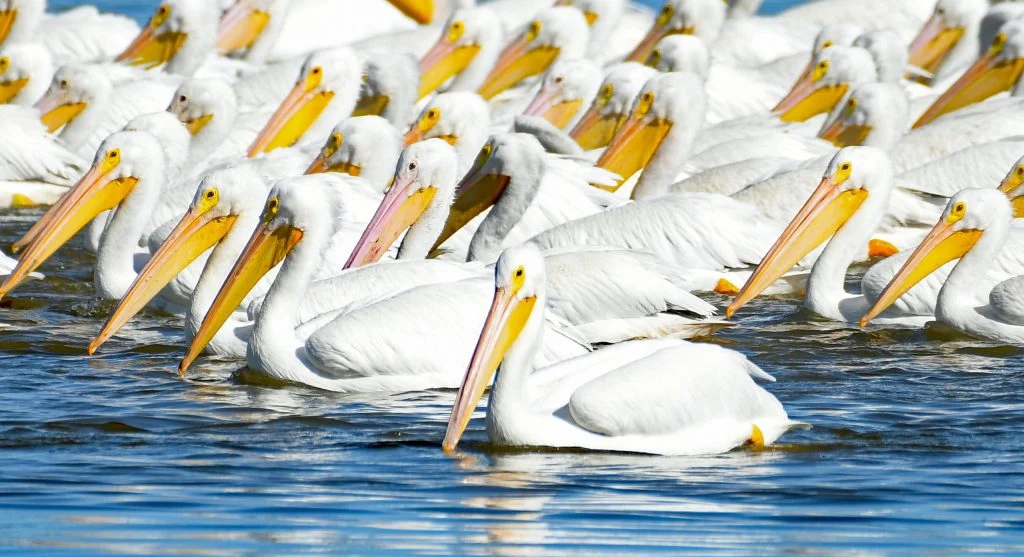 pelicans working together fishing