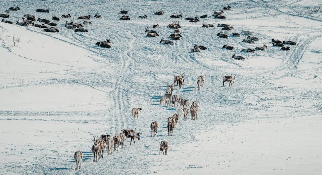 Musk oxen gathered together in a cold Arctic habitat