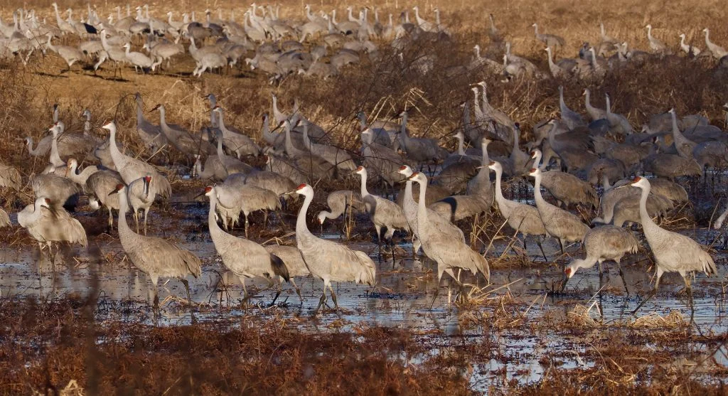 Large flock of sandhill cranes resting during migration