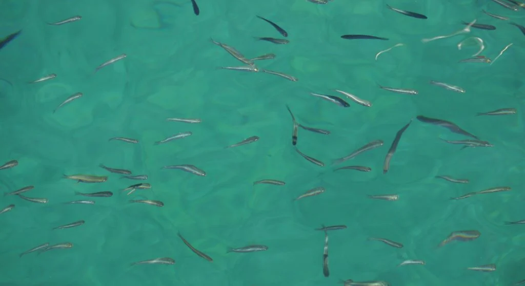 Group of flying fish using ocean surface habitat
