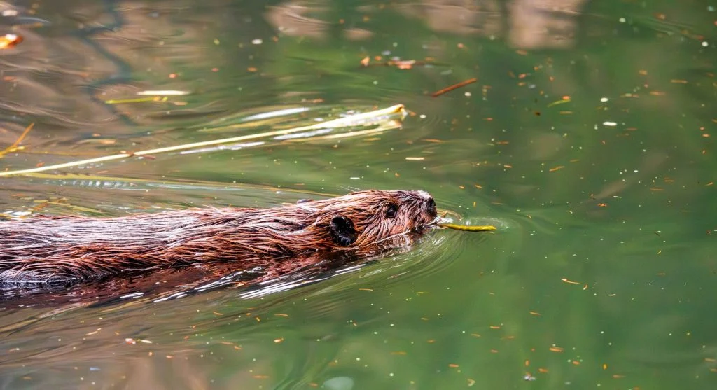 beaver dam in forest ecosystem