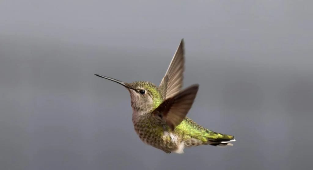 hummingbird hovering in mid-air