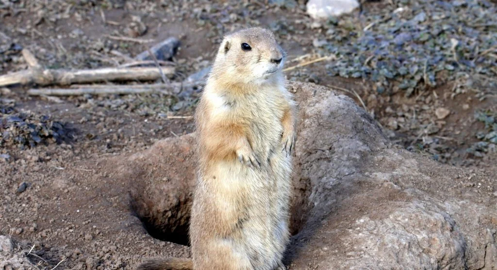 prairie dog in underground tunnel